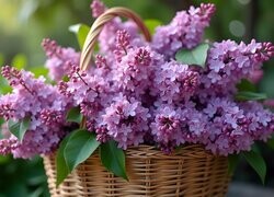 Oryginalny obrazek
