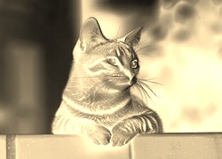 Sepia + Negatyw