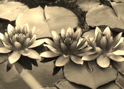 Szary + Sepia