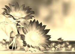 Sepia + Negatyw