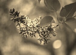 Szary + Sepia