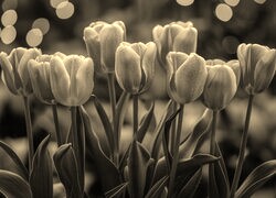 Szary + Sepia