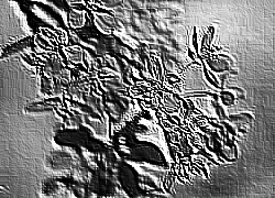 Skamielina