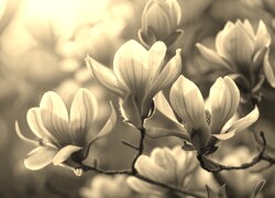 Szary + Sepia