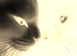 Sepia + Negatyw