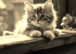 Szary + Sepia