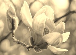 Szary + Sepia