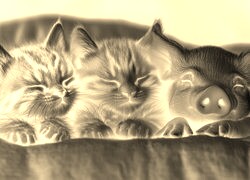 Sepia + Negatyw
