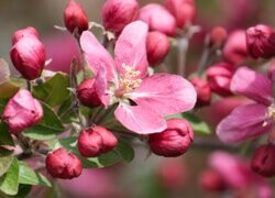 Oryginalny obrazek