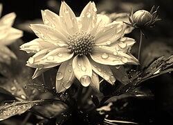 Szary + Sepia