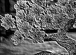 Skamielina