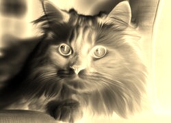 Sepia + Negatyw