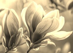Szary + Sepia