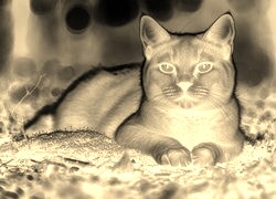 Sepia + Negatyw