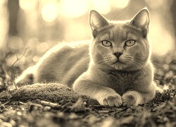 Sepia