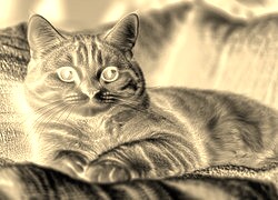 Sepia + Negatyw