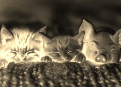 Sepia + Negatyw
