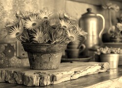 Szary + Sepia