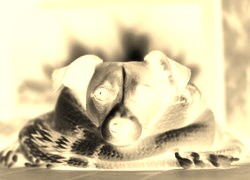 Sepia + Negatyw