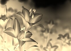 Sepia + Negatyw