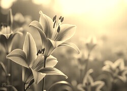Szary + Sepia