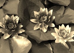 Szary + Sepia