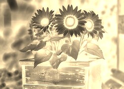 Sepia + Negatyw
