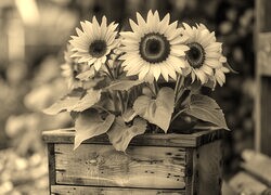 Szary + Sepia