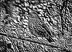 Skamielina