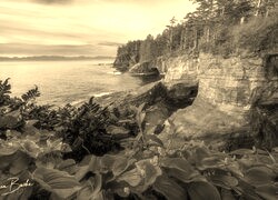 Sepia