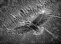 Skamielina