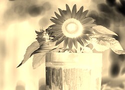 Sepia + Negatyw