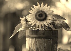 Sepia