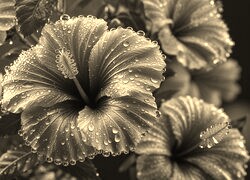 Szary + Sepia