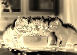 Sepia + Negatyw