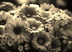Szary + Sepia