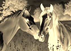 Sepia + Negatyw