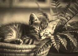 Szary + Sepia