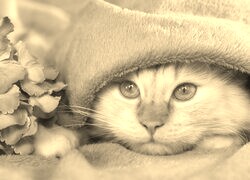 Szary + Sepia