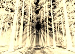 Sepia + Negatyw