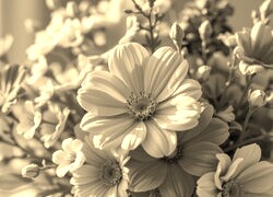 Szary + Sepia