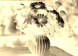 Sepia + Negatyw