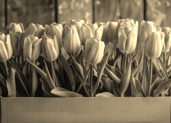 Szary + Sepia