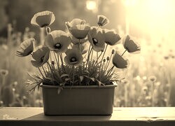 Szary + Sepia