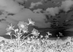 Szary + Negatyw