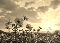 Szary + Sepia