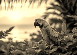 Szary + Sepia