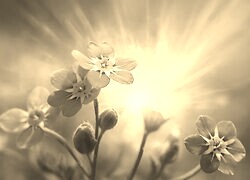 Szary + Sepia