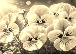 Szary + Sepia