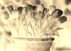 Sepia + Negatyw